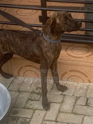1-3 months Female Purebred Boerboel