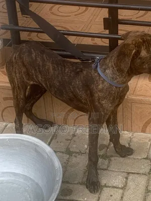 1-3 months Female Purebred Boerboel