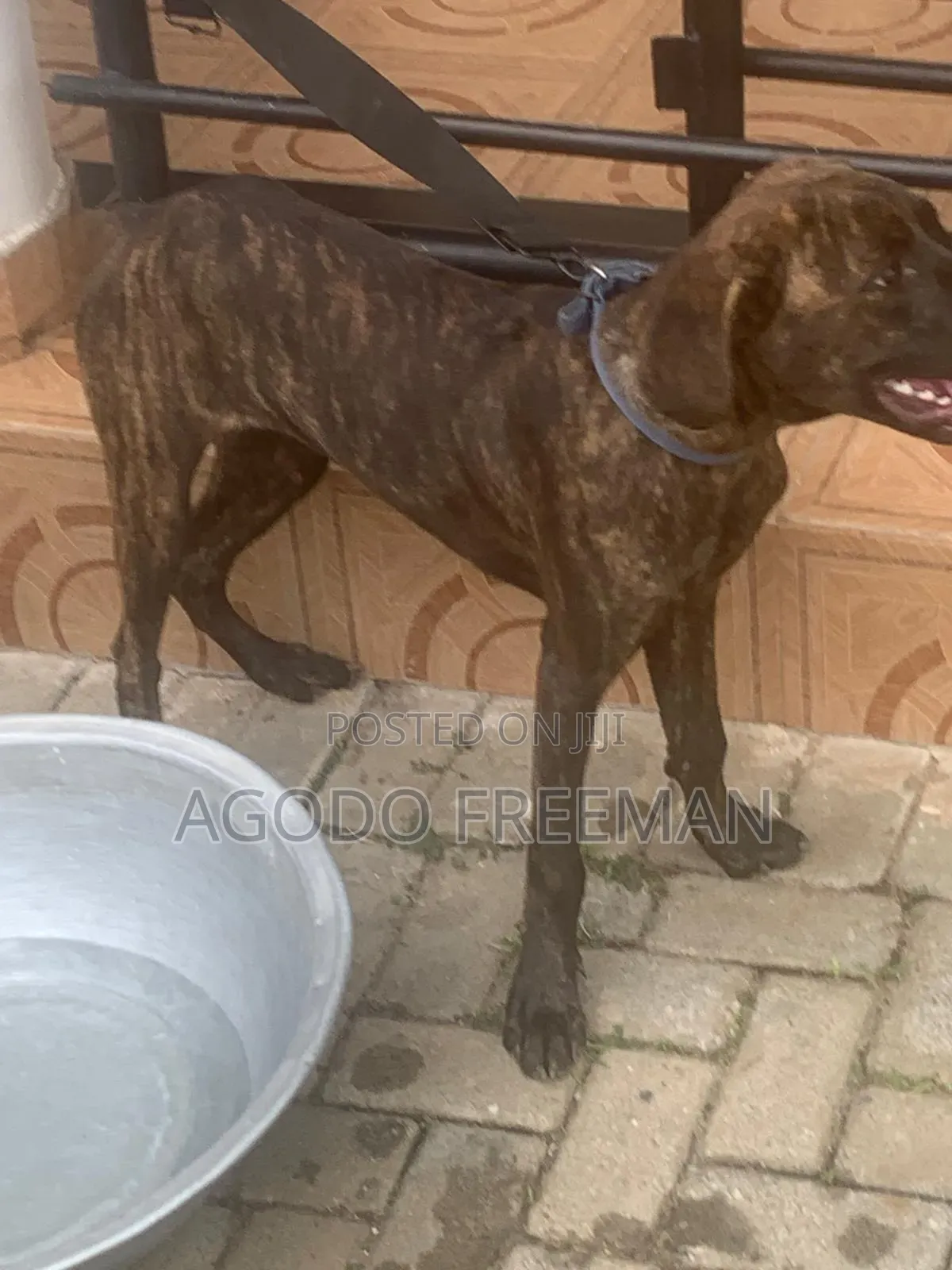 1-3 months Female Purebred Boerboel
