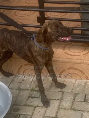 1-3 months Female Purebred Boerboel