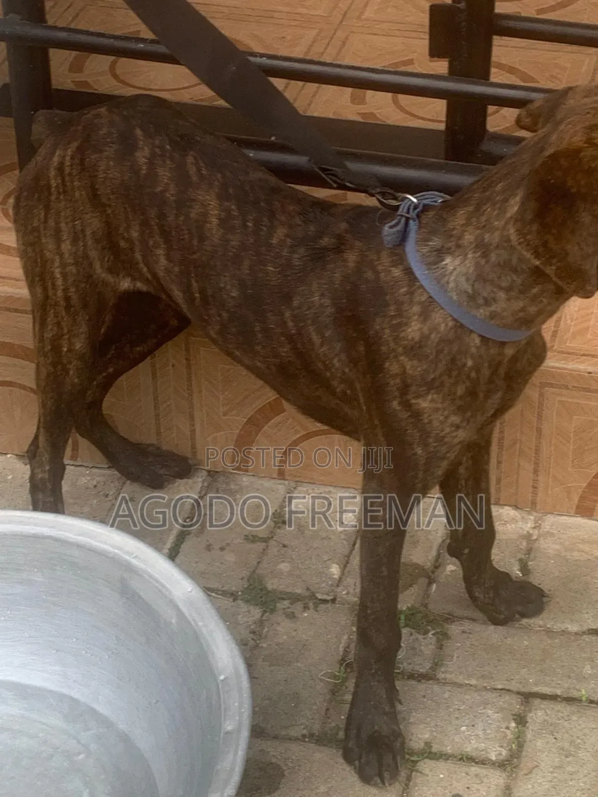 1-3 months Female Purebred Boerboel