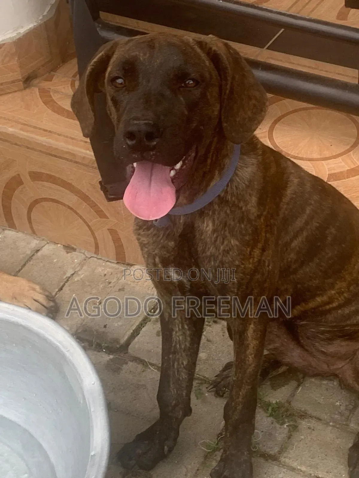 1-3 months Female Purebred Boerboel