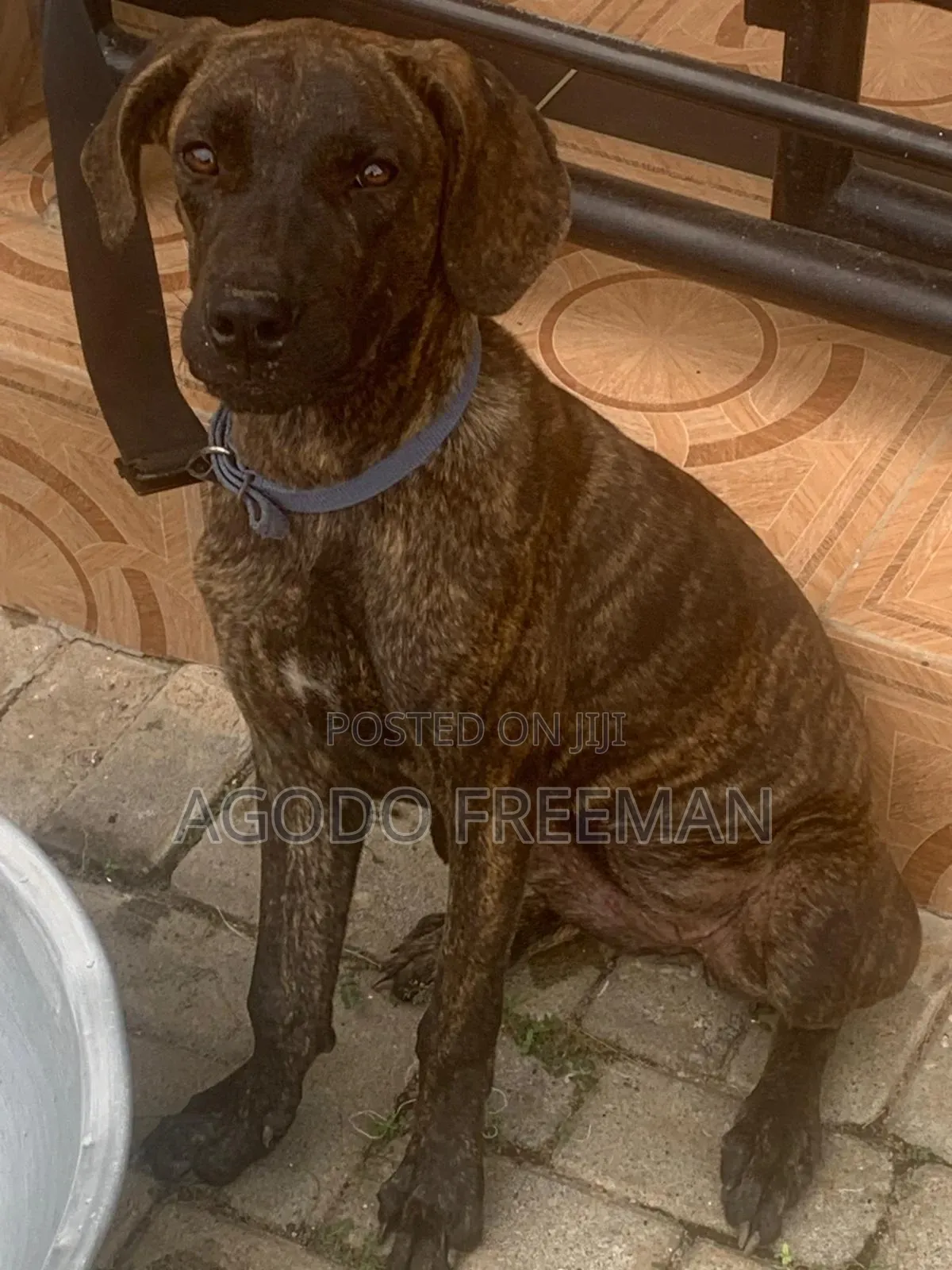 1-3 months Female Purebred Boerboel
