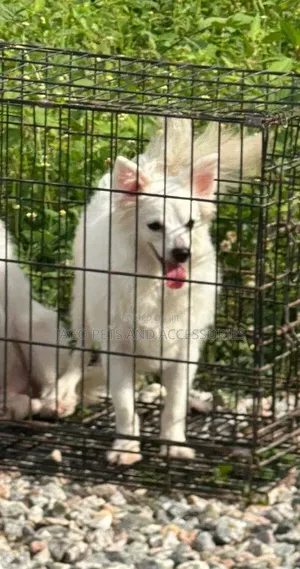 6-12 months Female Purebred American Eskimo