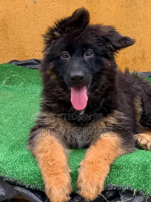 1-3 months Male Purebred German Shepherd