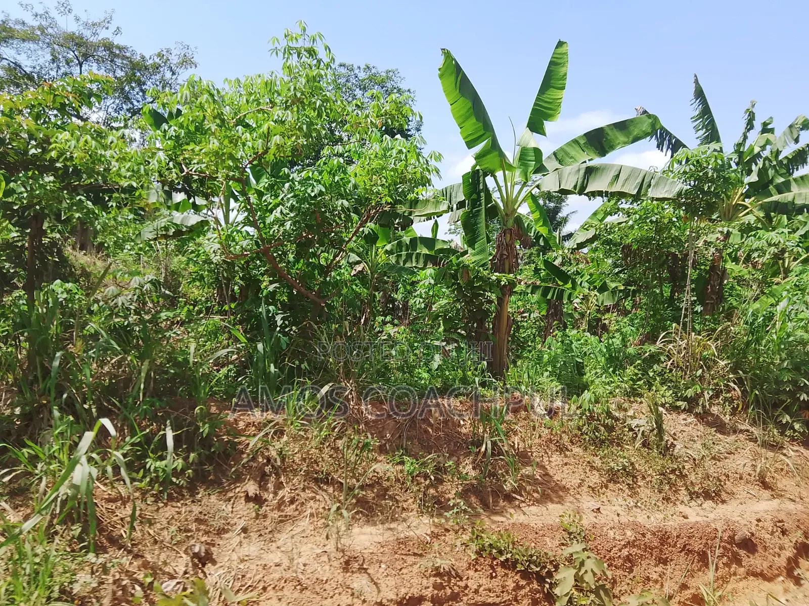 Farmlands at SYN Yawhima, Chiraa-Tano