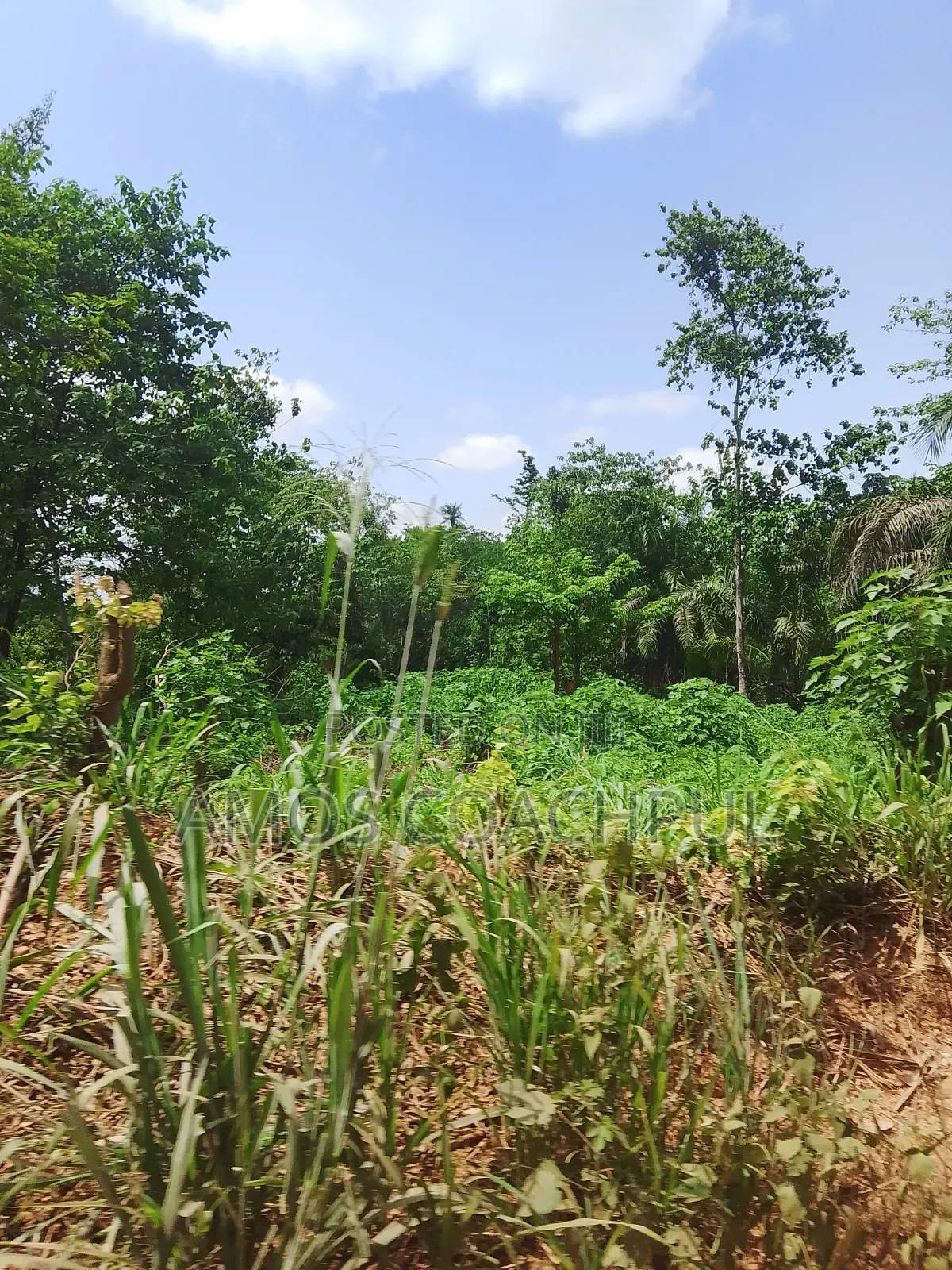 Farmlands at SYN Yawhima, Chiraa-Tano