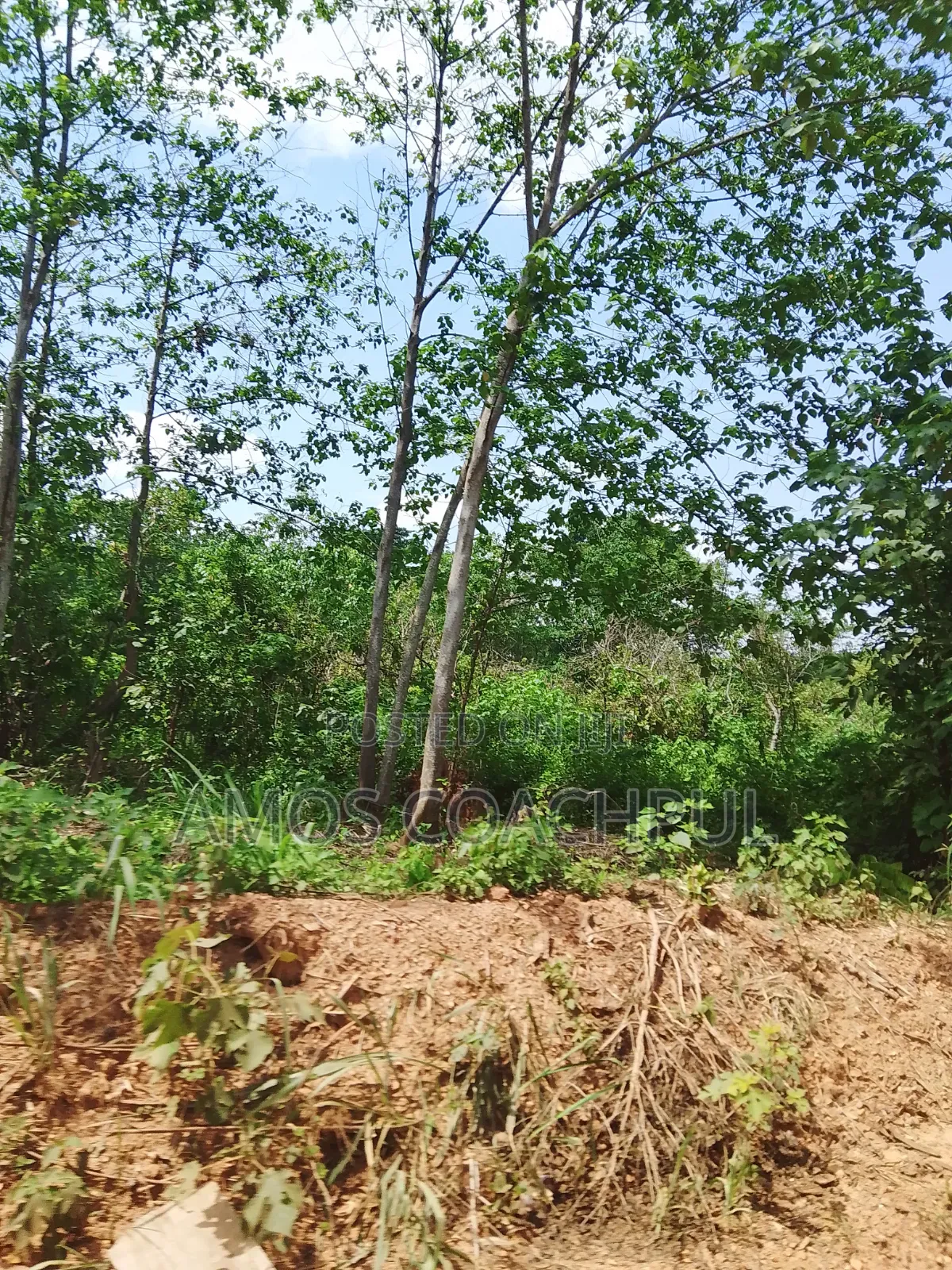 Farmlands at SYN Yawhima, Chiraa-Tano