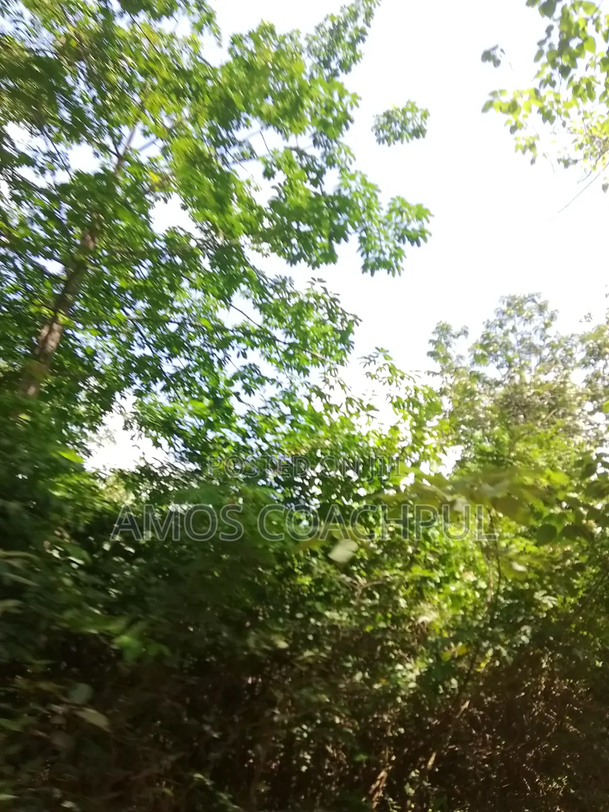 Farmlands at SYN Yawhima, Chiraa-Tano