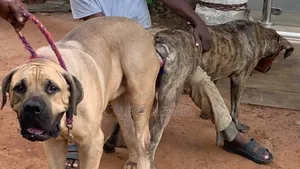 0-1 month Female Purebred Boerboel