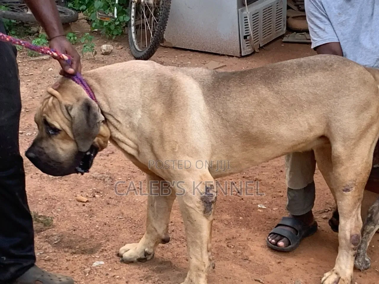 0-1 month Female Purebred Boerboel