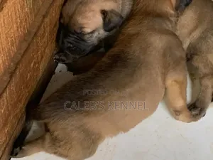 0-1 month Female Purebred Boerboel