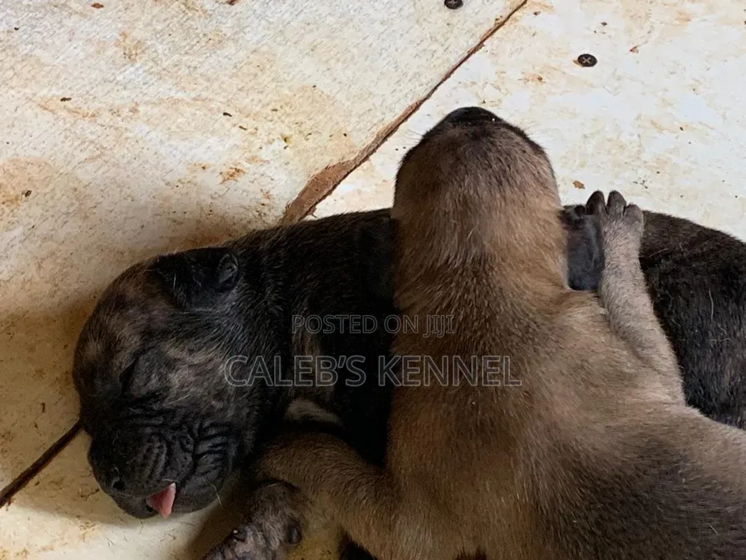 0-1 month Female Purebred Boerboel