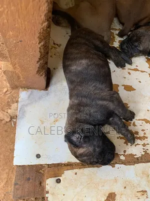 0-1 month Female Purebred Boerboel