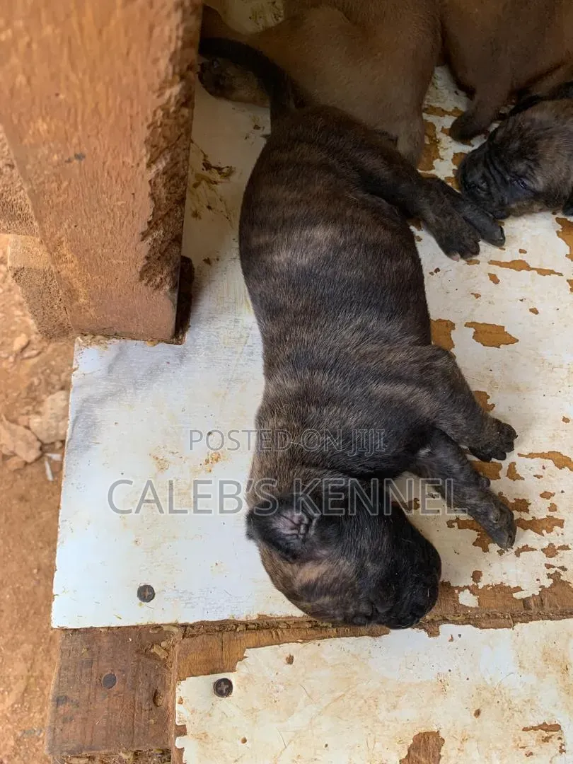 0-1 month Female Purebred Boerboel