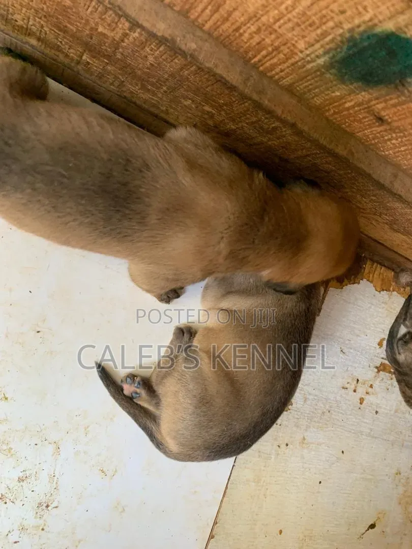 0-1 month Female Purebred Boerboel