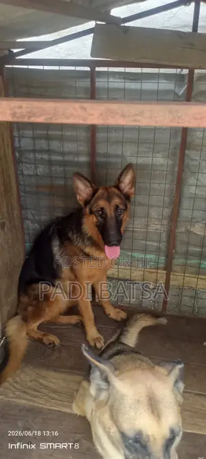 6-12 months Female Purebred German Shepherd