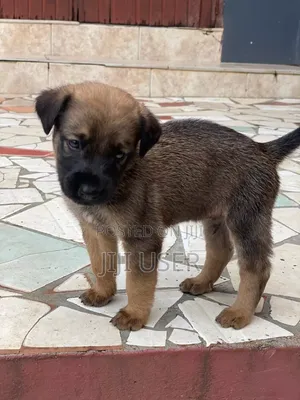 3-6 months Male Mixed Breed German Shepherd