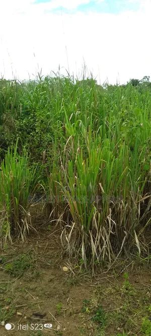 Half Plot at Atia of Ejisu Boankra for Sale