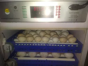 Fertile Pekin Duck Eggs
