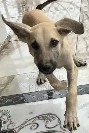 1-3 months Male Mixed Breed Boerboel