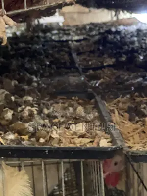 Poultry Manure
