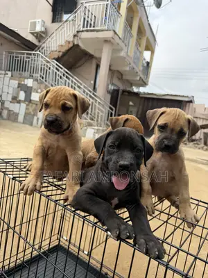 1-3 months Male Purebred Boerboel