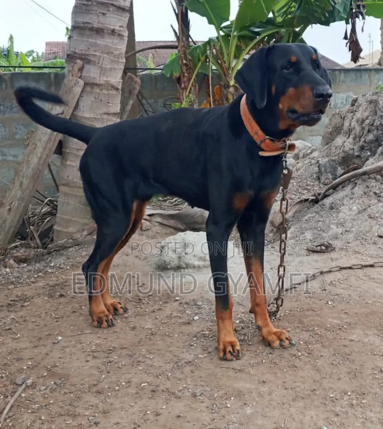 1+ year Female Purebred Doberman Pinscher