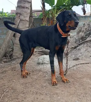 1+ year Female Purebred Doberman Pinscher
