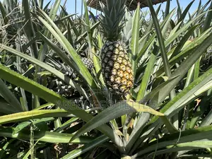 Fresh Raw Pineapple