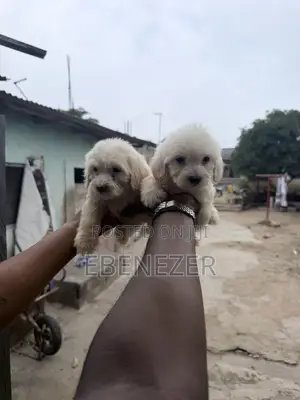 1-3 months Male Mixed Breed Poodle