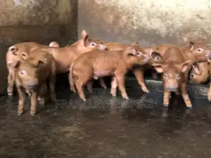 Pure Duroc Piglets for Sale