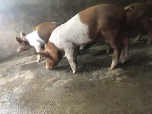 Yorkshire and Duroc Crossbreed Piglets. Fastest Growing Breed.