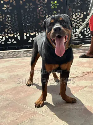 1+ year Male Purebred Rottweiler