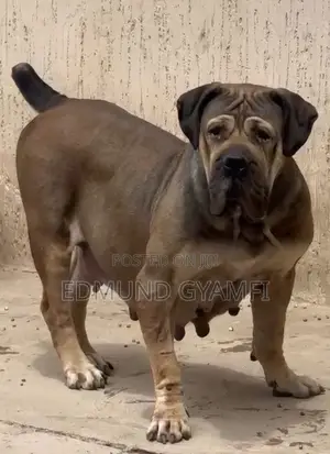 1+ year Female Purebred Boerboel