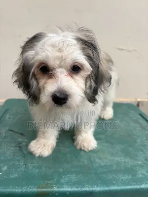 1-3 months Female Purebred Poodle