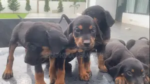 1-3 months Female Mixed Breed Rottweiler