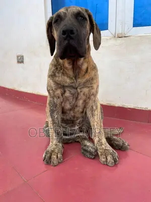 3-6 months Female Purebred Boerboel