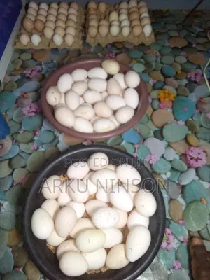 Hybrid Turkey Eggs
