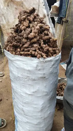GINGER - Grade A