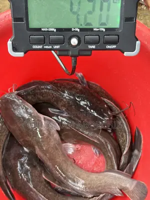 Catfish for Sale