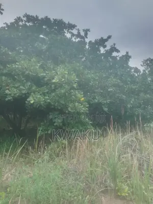 Cashew Farm at Kintampo Jama Going for 15,000 Per Acre