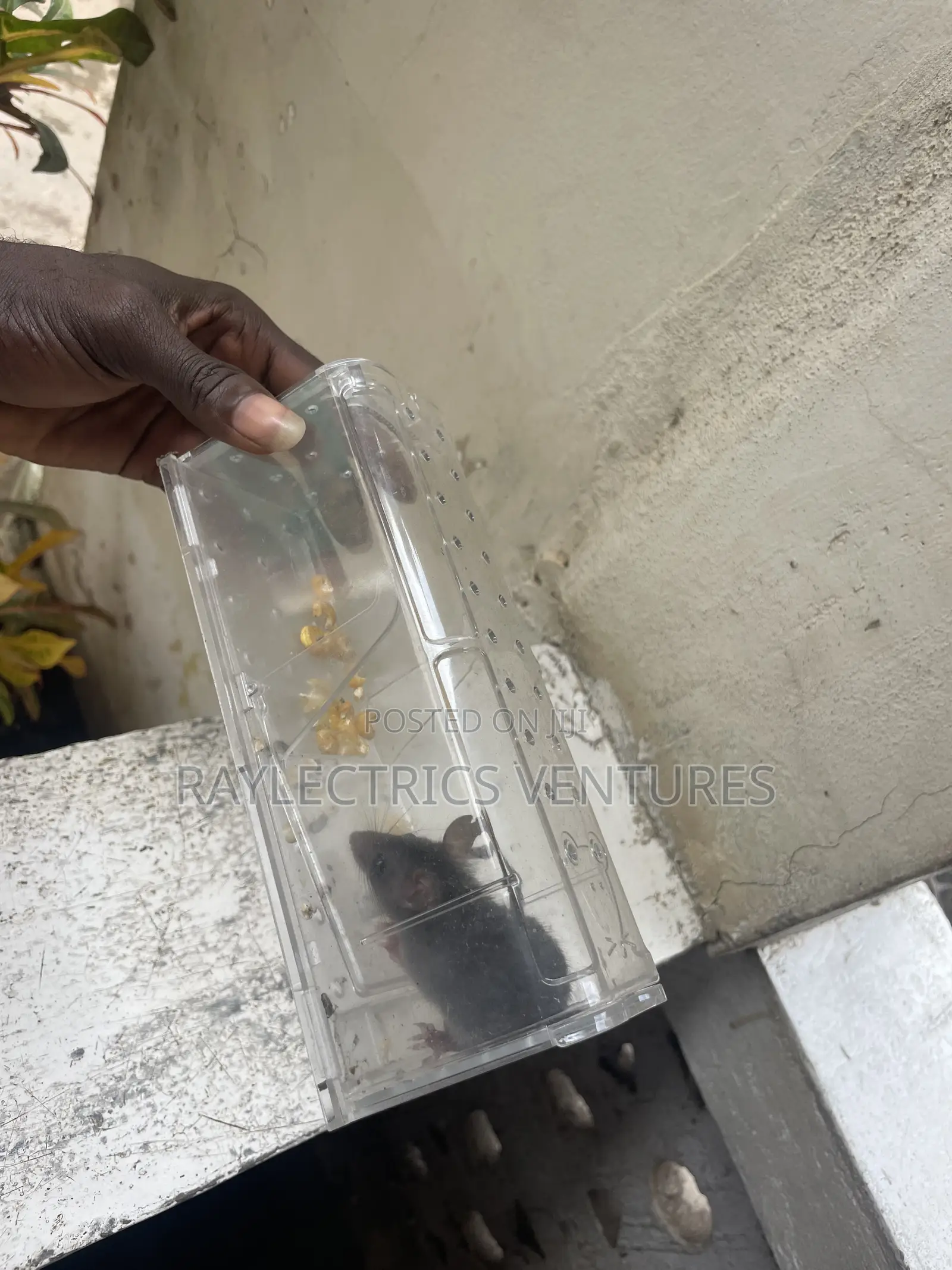 Mouse Trap