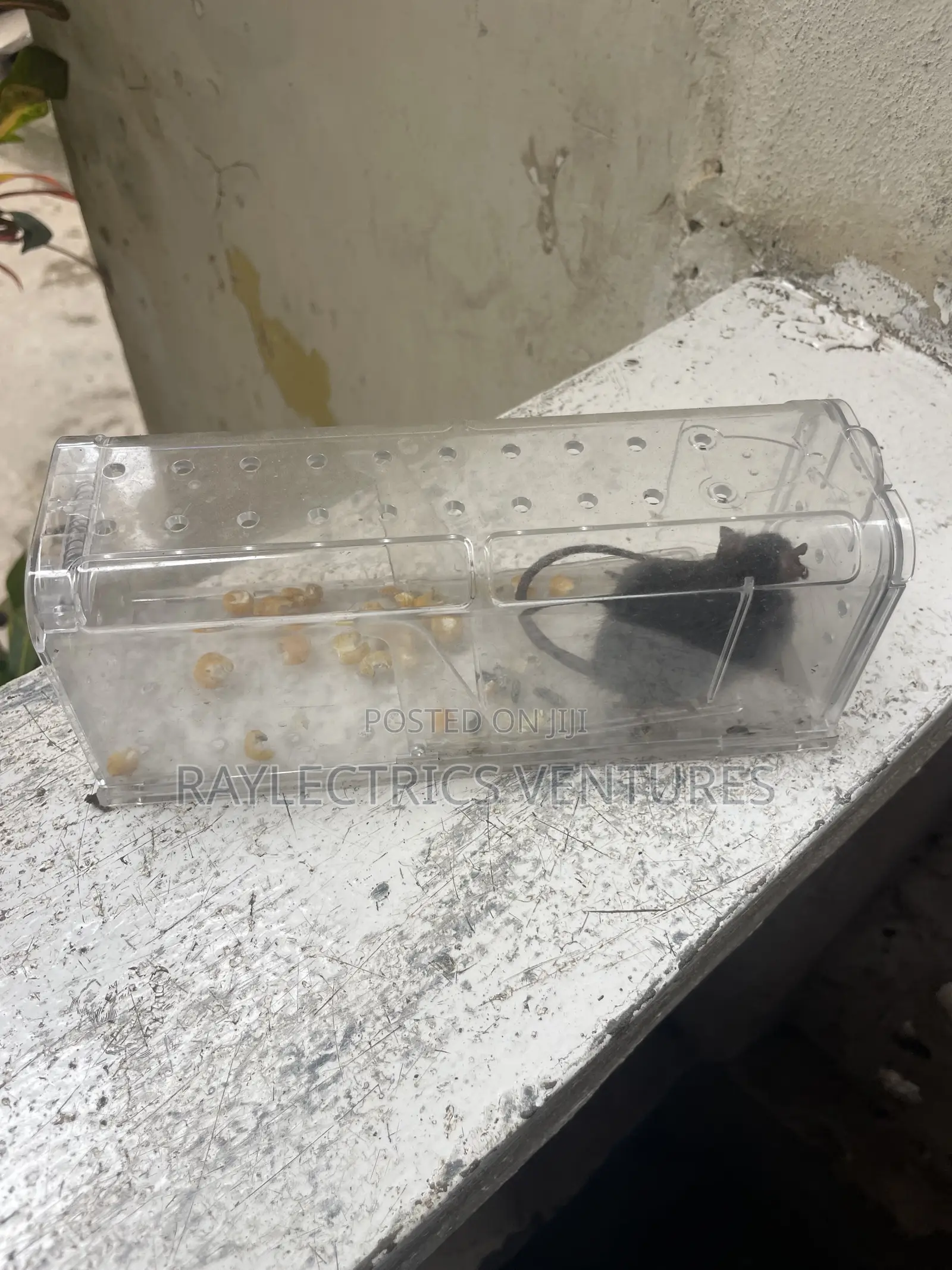 Mouse Trap