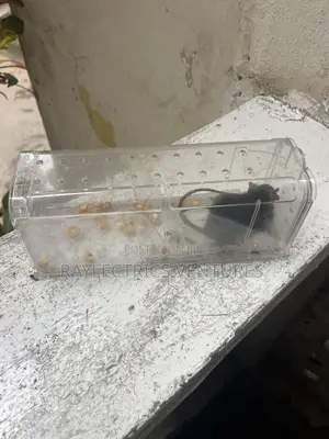 Mouse Trap