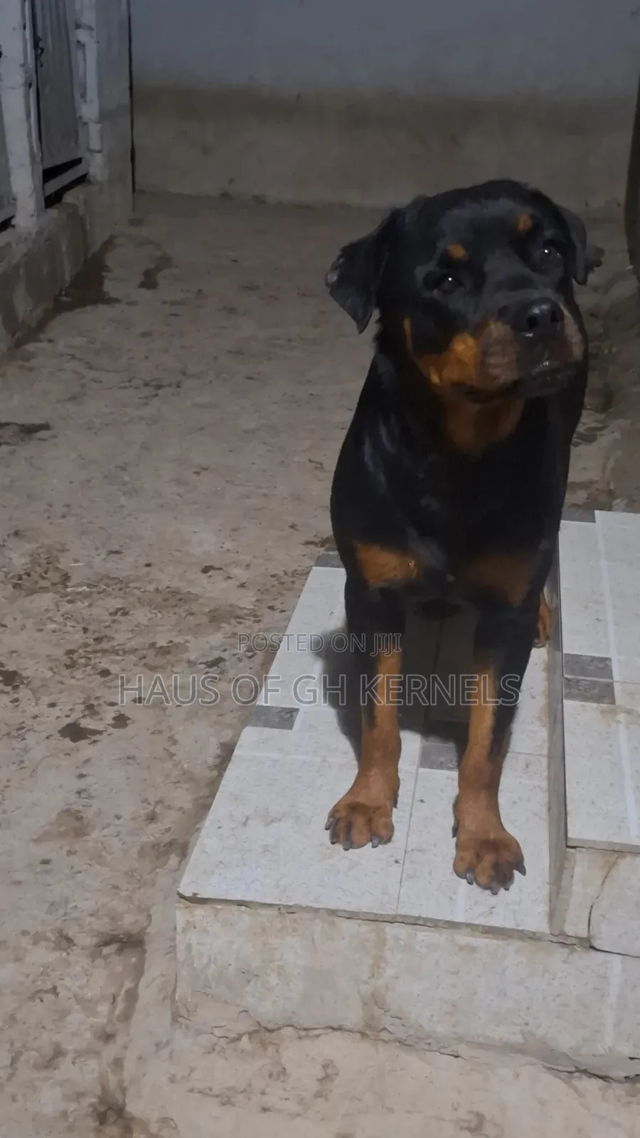 1+ year Female Purebred Rottweiler
