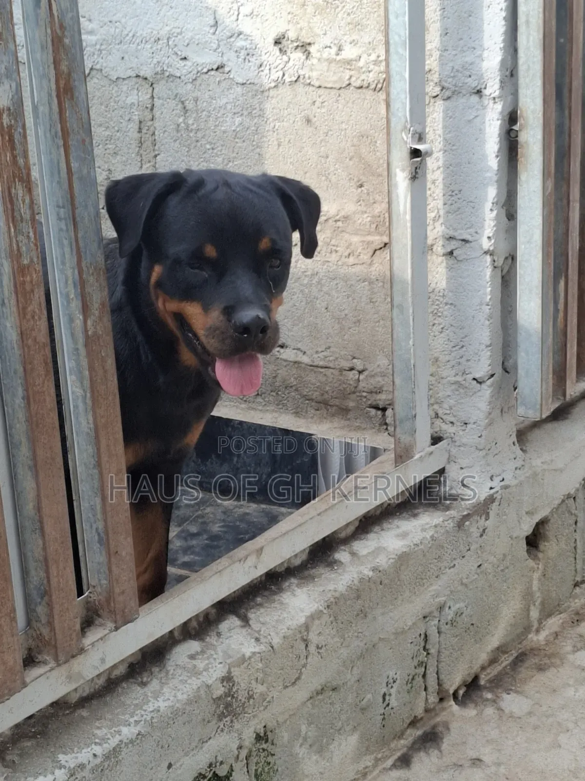 1+ year Female Purebred Rottweiler