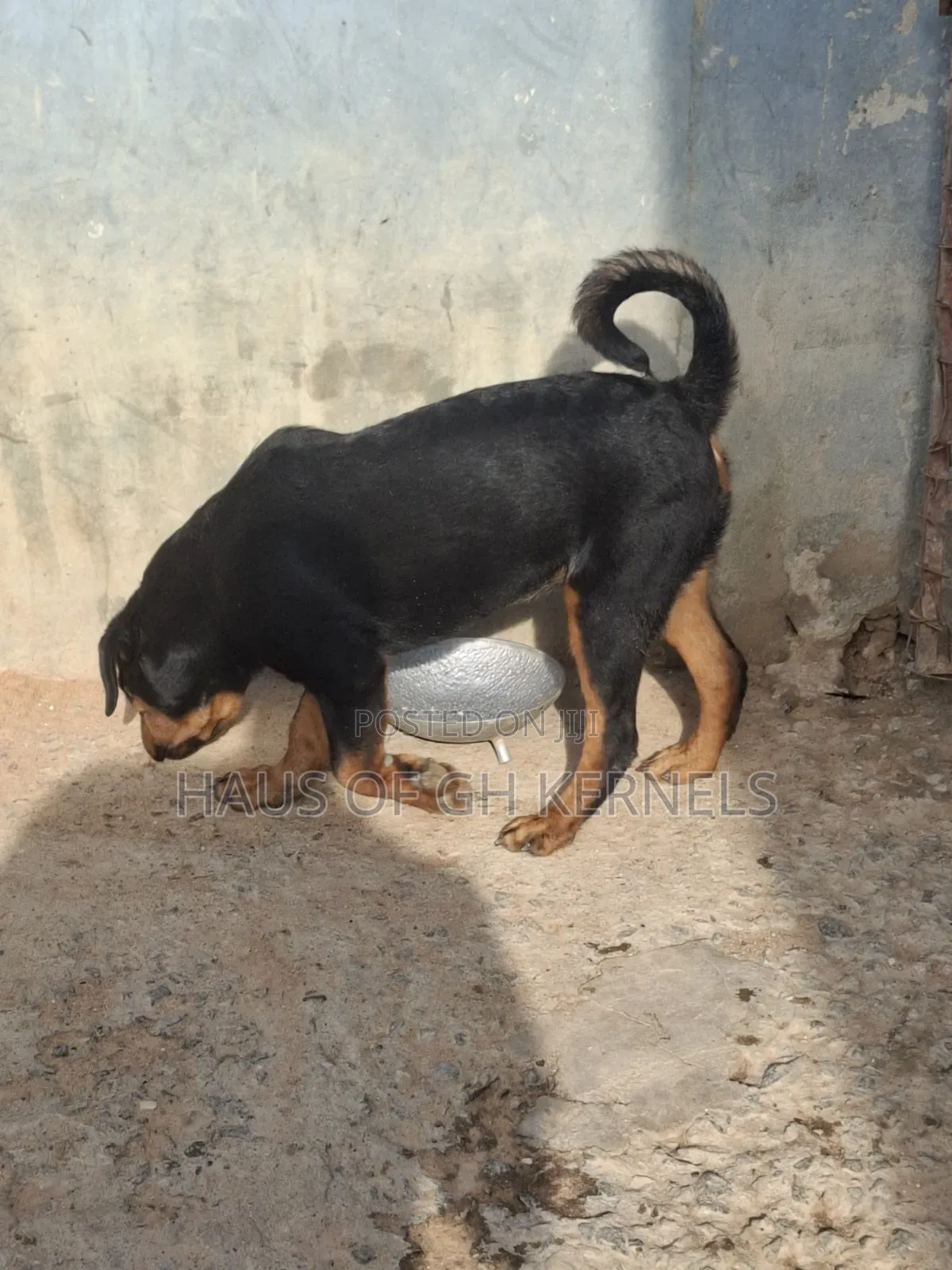 1+ year Female Purebred Rottweiler