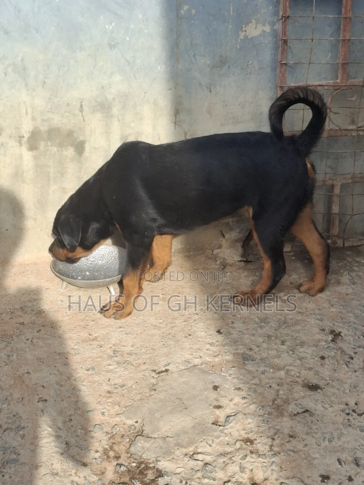 1+ year Female Purebred Rottweiler
