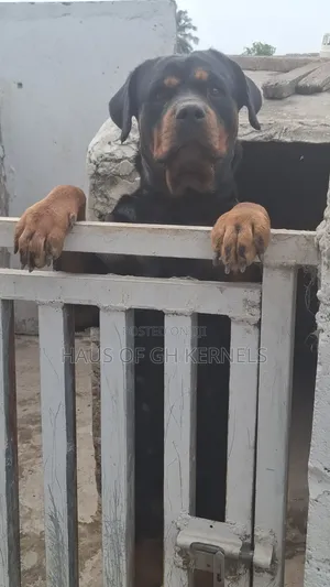 1+ year Female Purebred Rottweiler